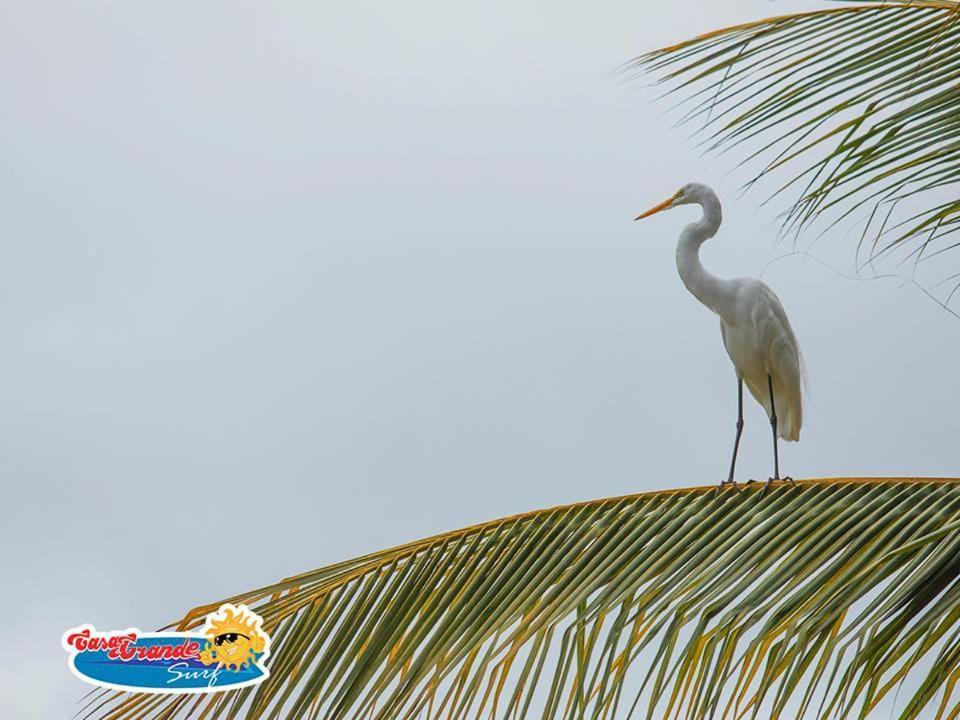 Casa Grande Surf Hotel Guachaca Luaran gambar